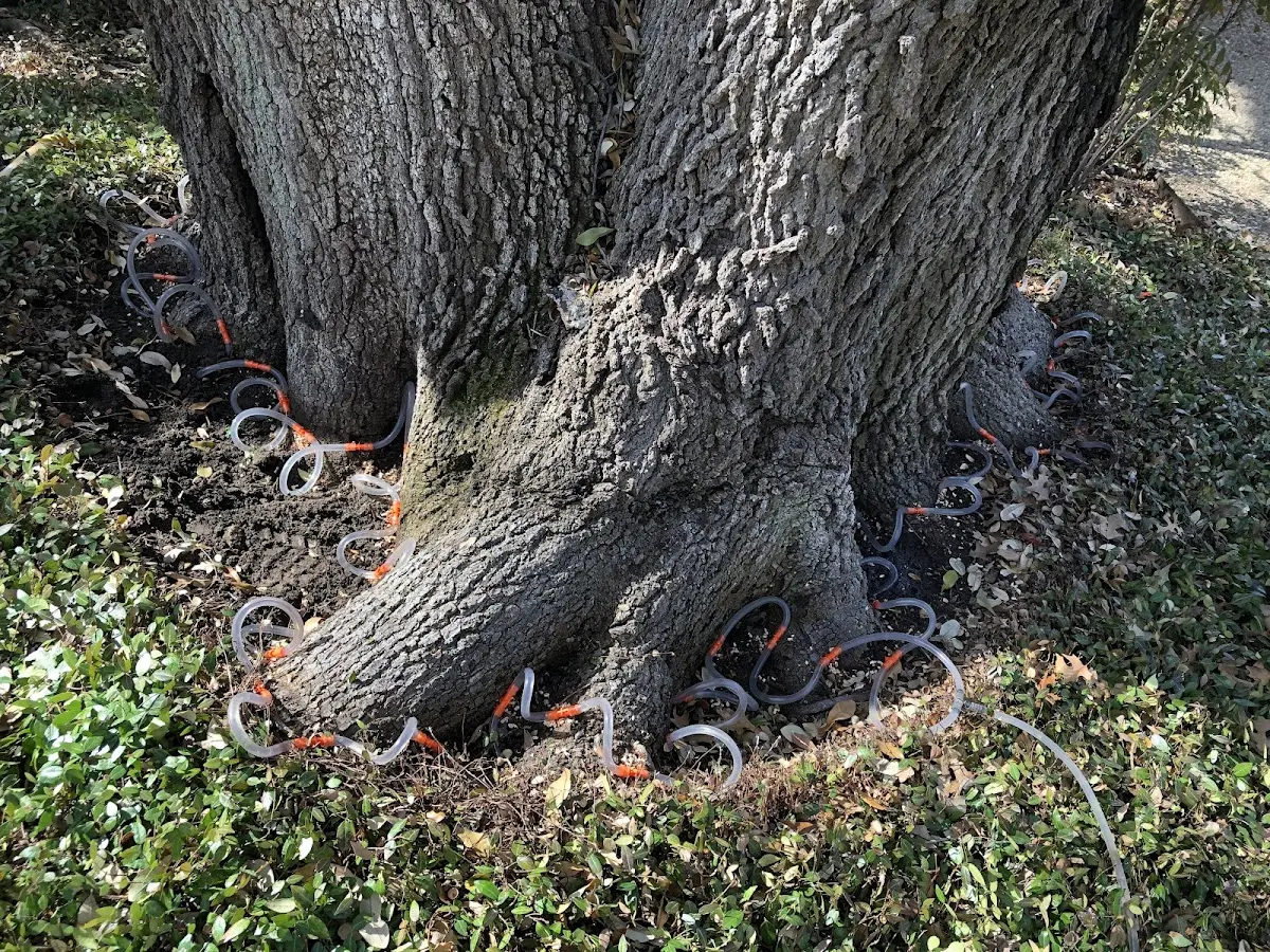 Detailed Tree Cabling and Bracing job site in Garden Plain