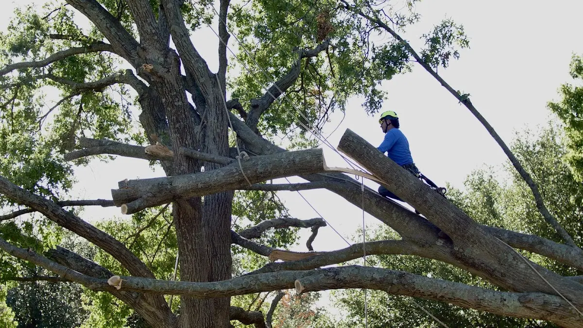 Professional Crown Thinning performed by certified arborists in Garden Plain