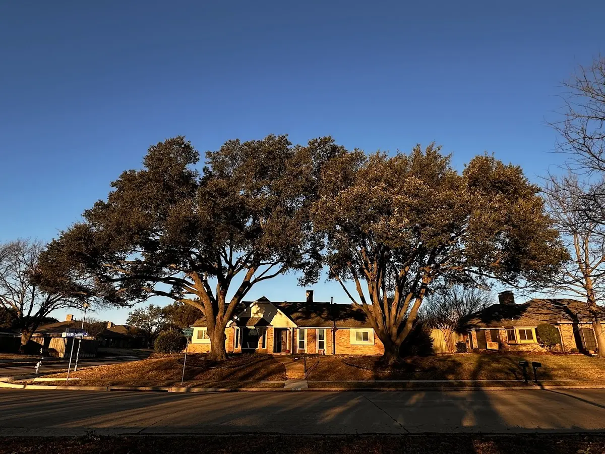 Established residential canopy tree shading a home in Garden Plain